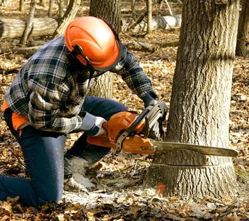 Tree Removal in Trilla, IL